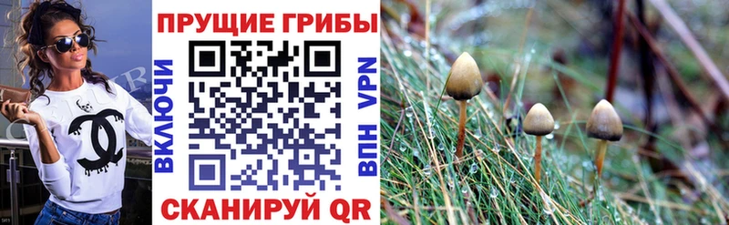 купить наркоту  ОМГ ОМГ ссылки  Псилоцибиновые грибы Psilocybe  Заозёрск 